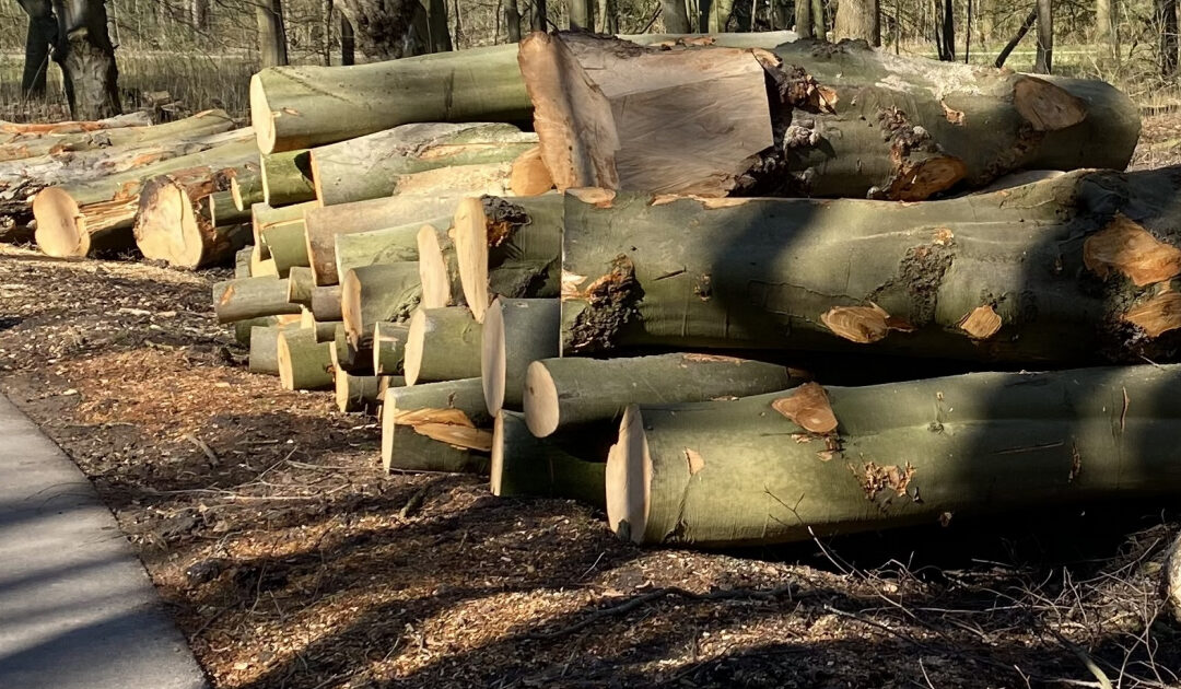 Amsterdamse bos – circulaire houtveiling