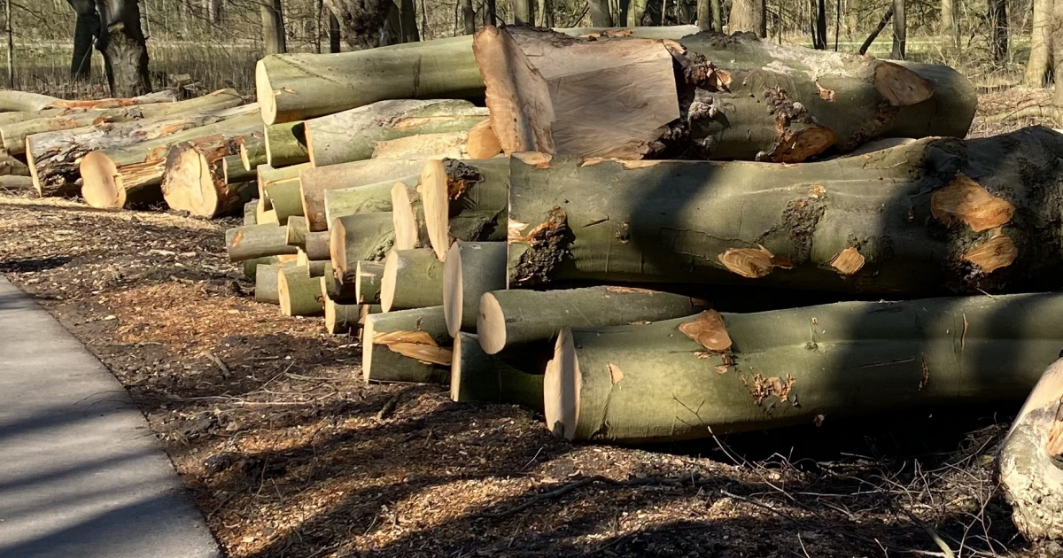 Amsterdamse bos – circulaire houtveiling