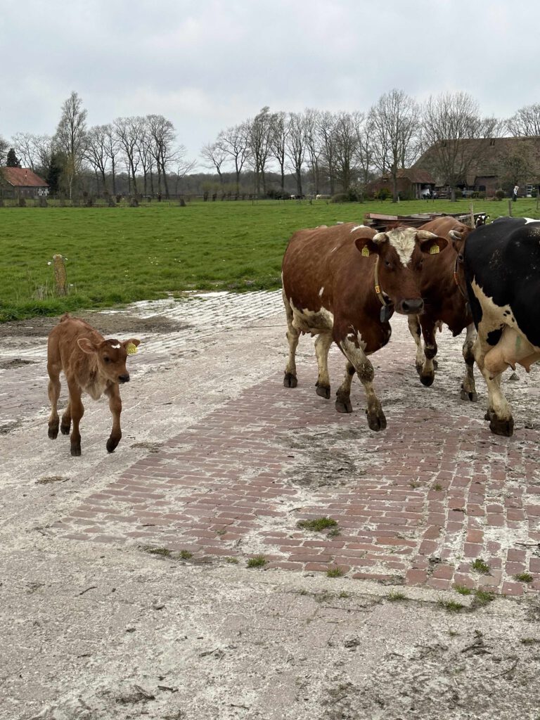 Lebkov & Sons – Biodynamische melk van kalverliefde